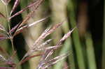 Sugarcane plumegrass